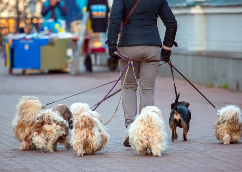 From Courtrooms To Dog Walks: Her Life Changed