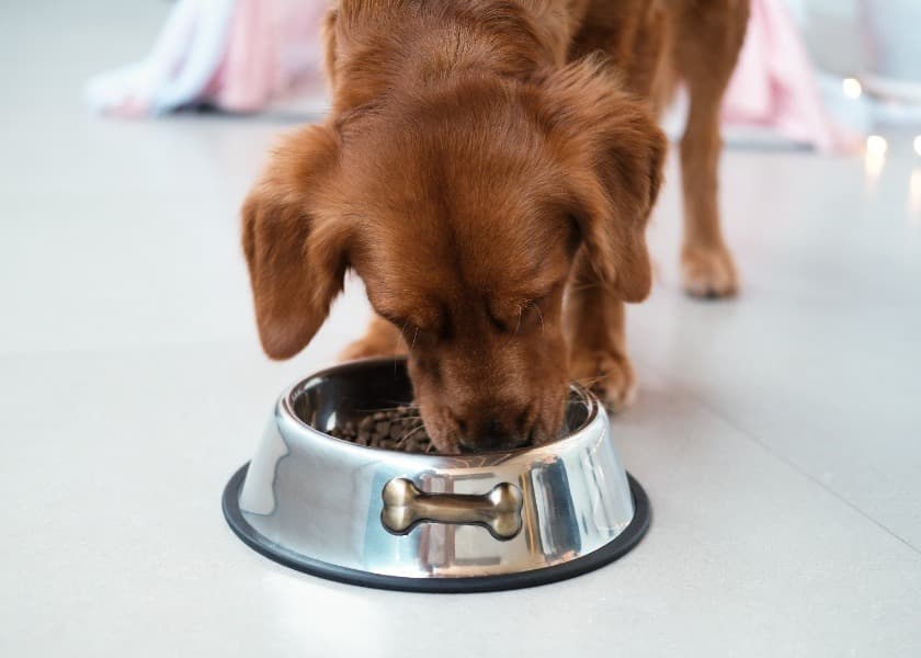 Years Dog Food Recall UK: Dogs Develop Sudden Dry Eye