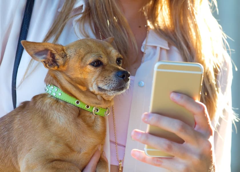 Ahmedabad Pet Registration 2026: Deadline & Fees