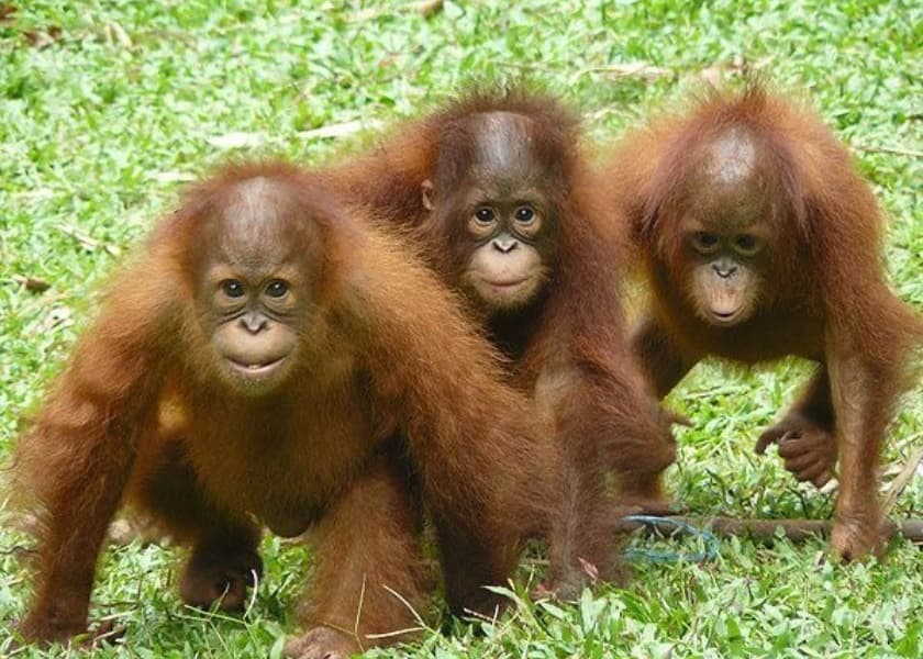India’s Illegal Pet Trade Harder to Ignore: The Odisha Orangutans
