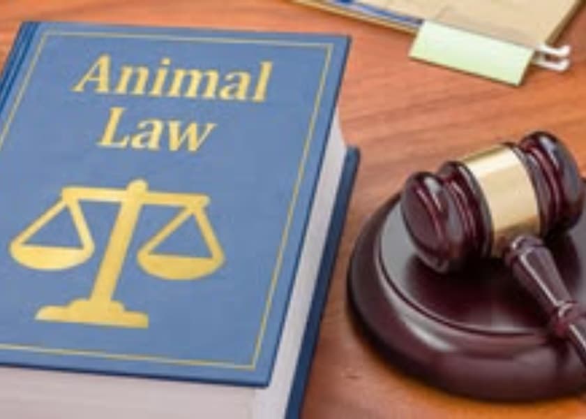New U.S. Pet Laws in 2026: What Every Pet Owner Should Know