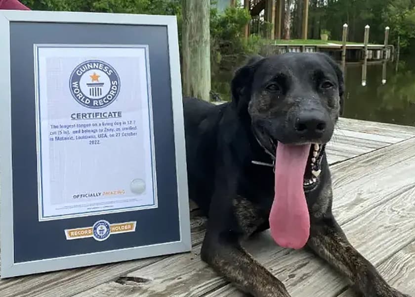 Meet the Dogs Who Beat the World and Won a Guinness Record