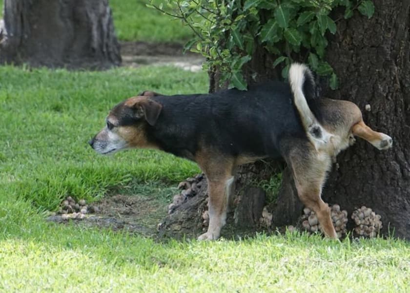 Why Do Dogs Kick Grass After Pooping or Peeing?
