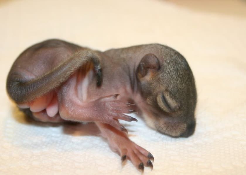 How to Feed a Baby Squirrel: Safe Steps, Formula & Schedule