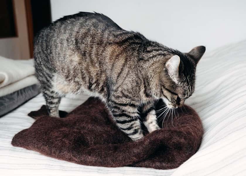 why-do-cats-knead-on-you