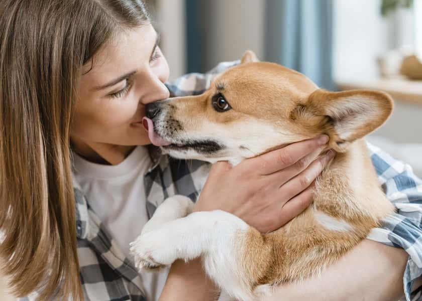 why-do-dogs-lick-you