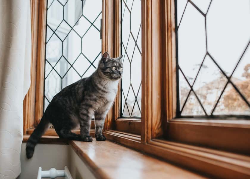 why-do-cats-chatter