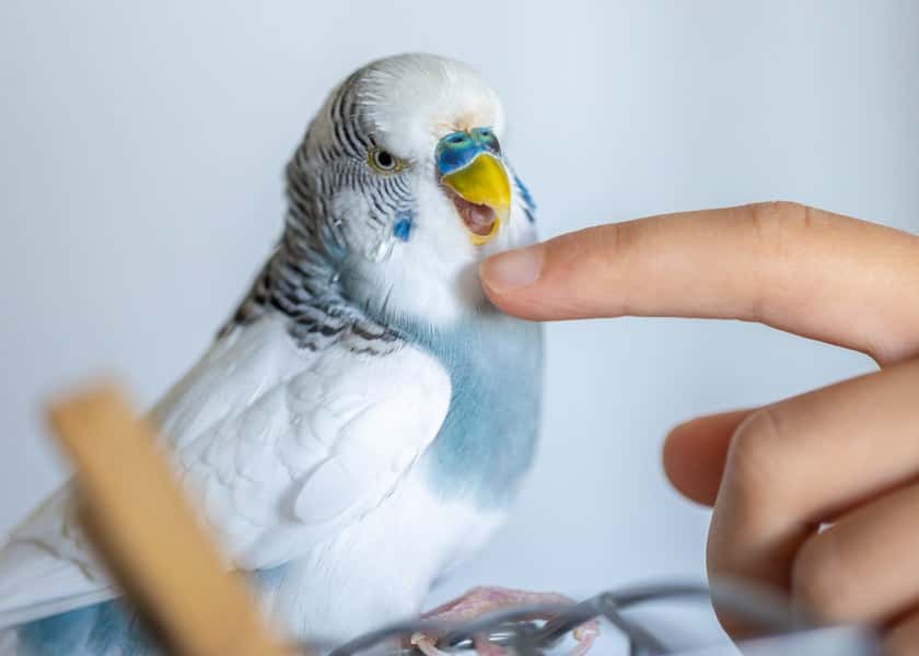 why-do-budgies-bob-their-heads