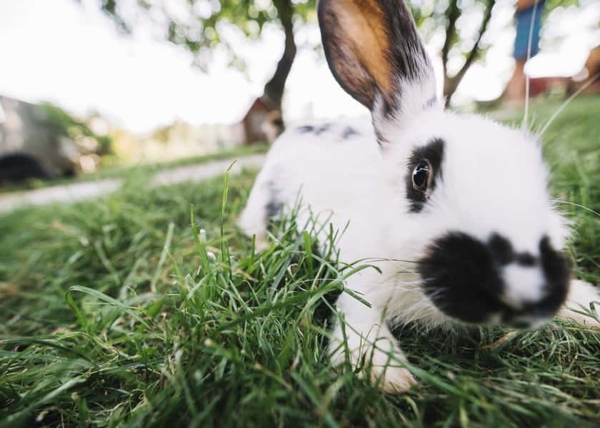 why-do-rabbits-binky
