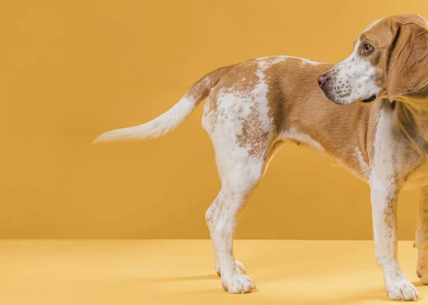 why-do-dogs-chase-their-tails