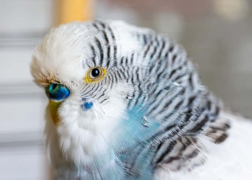 why-do-birds-puff-up-their-feathers