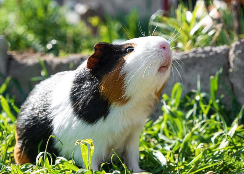 why-do-guinea-pigs-wheek