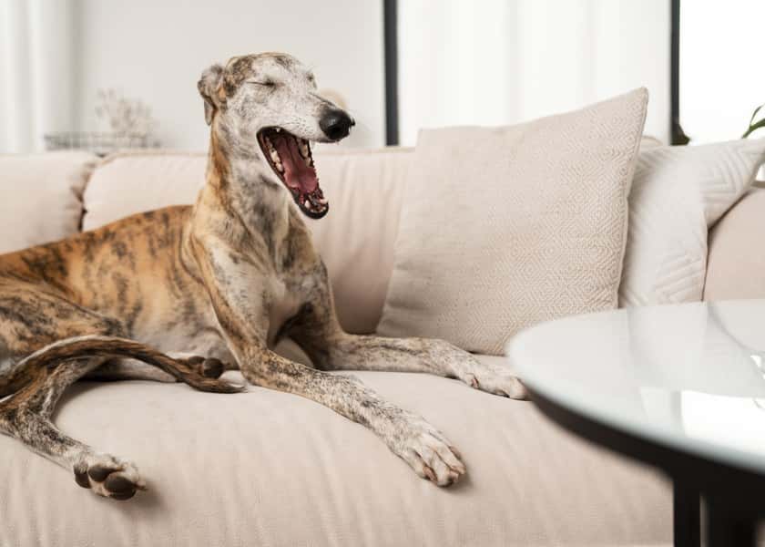 why-do-dogs-yawn