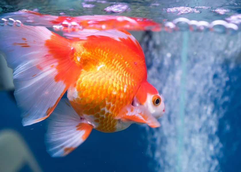 why-do-fish-swim-upside-down
