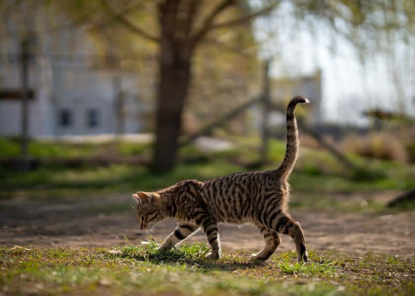 why-do-cats-wag-their-tails