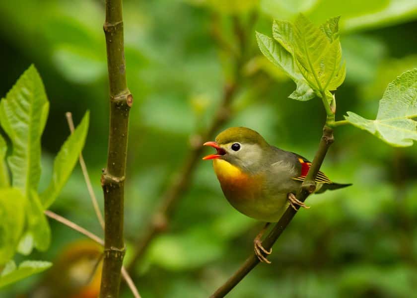 why-do-birds-sing-in-the-morning