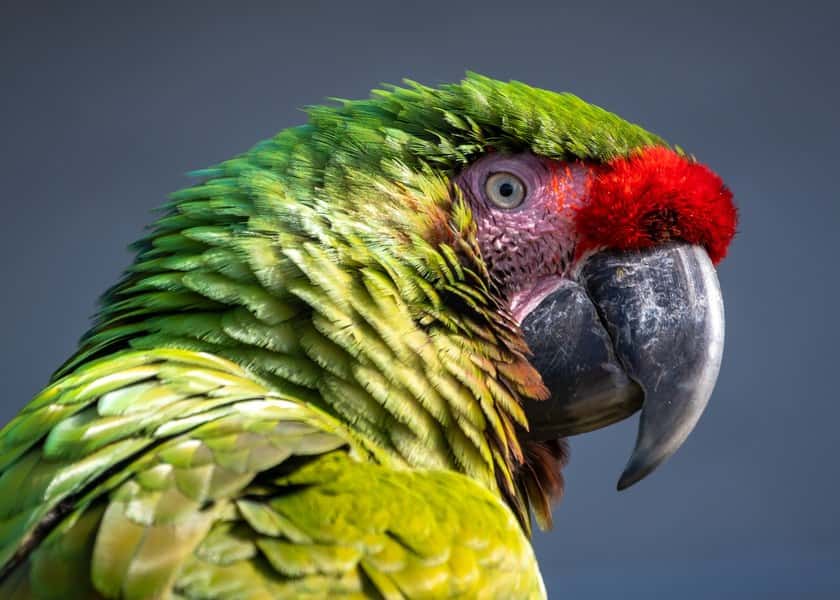 why-do-parrots-pluck-their-feathers