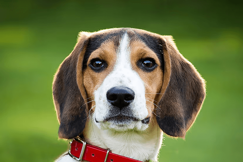 Beagle