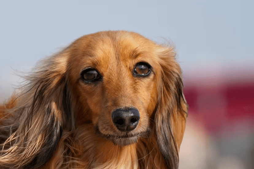 Dachshund
