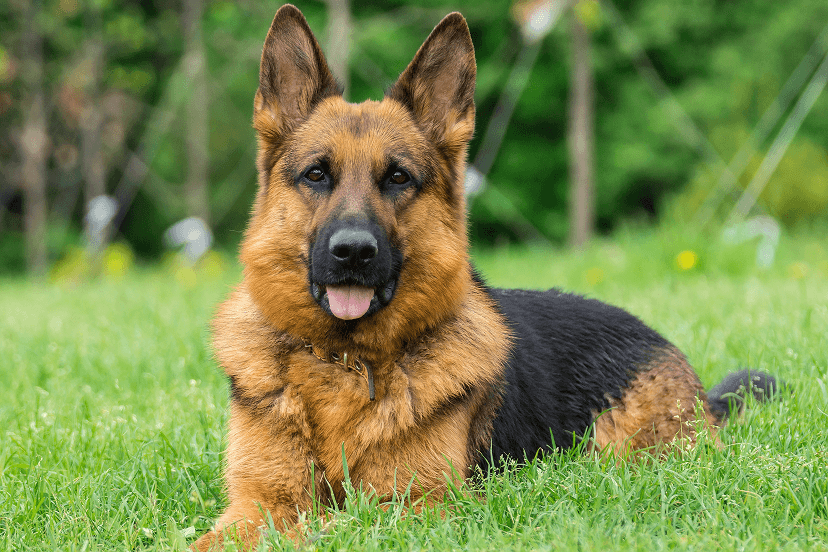 German Shepherd