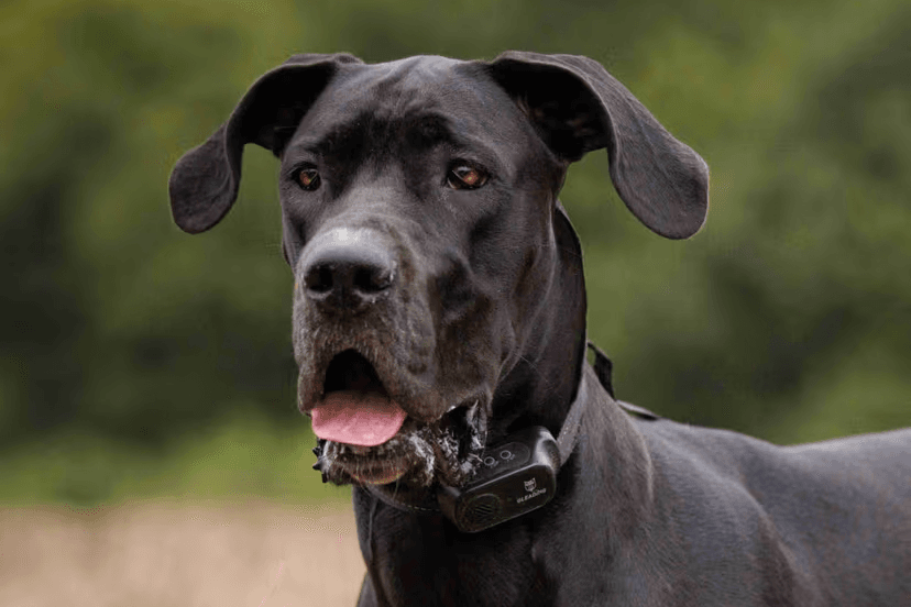 Great Dane