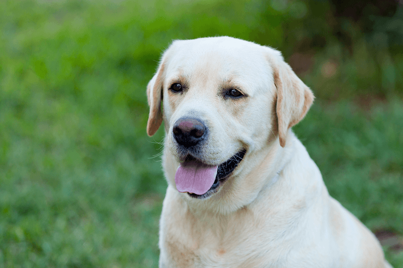 Labrador Retriever