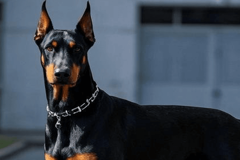 Doberman Pinscher