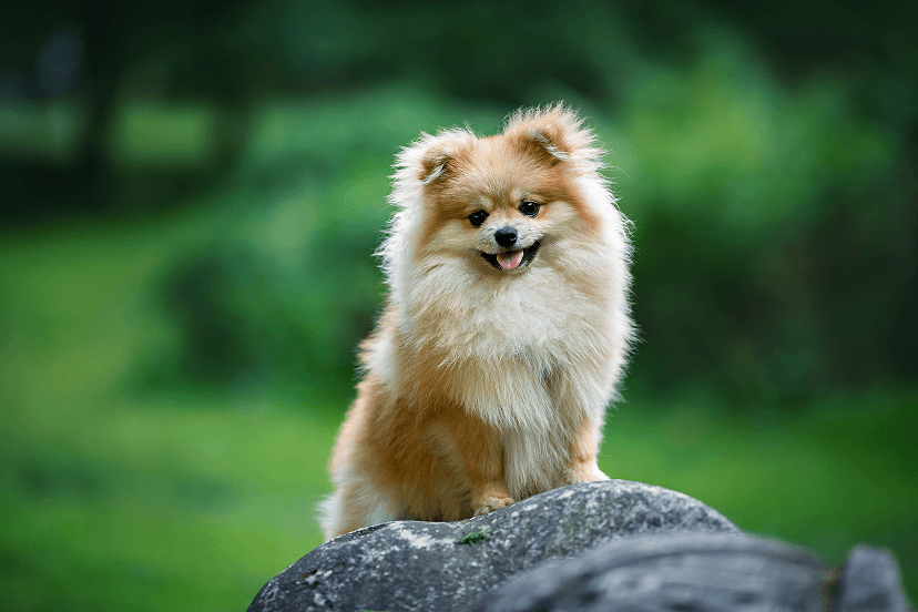 Pomeranian