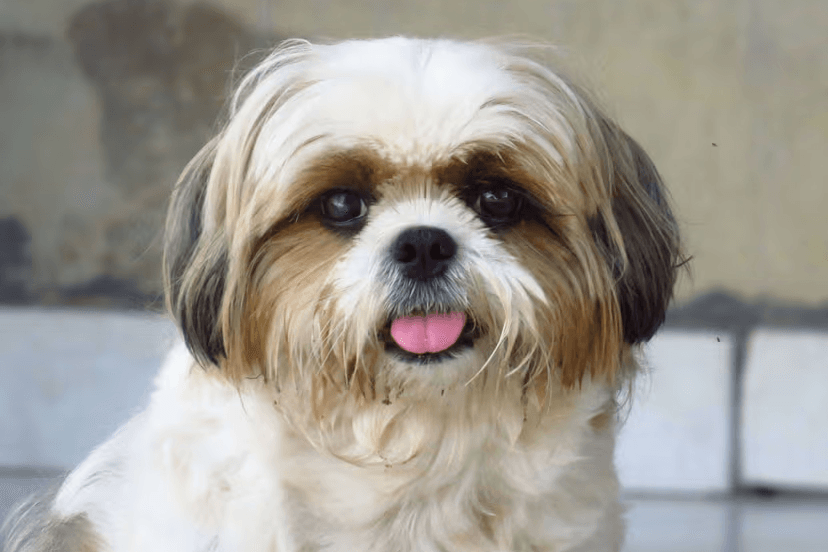 Shih Tzu
