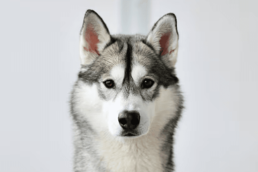 Siberian Husky
