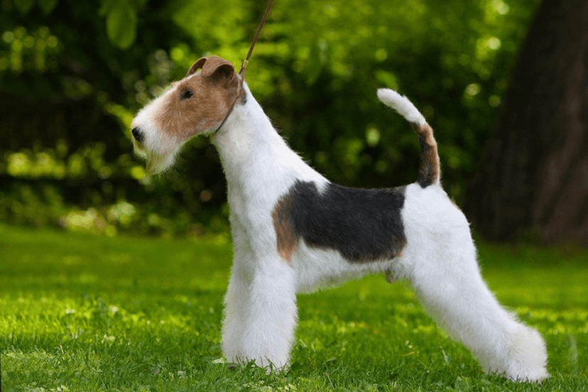 Wire Fox Terrier