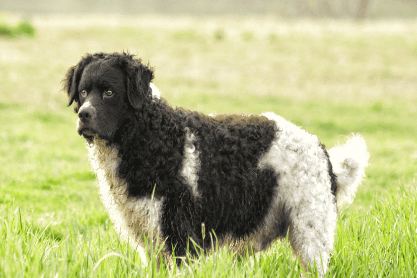 Pet Image