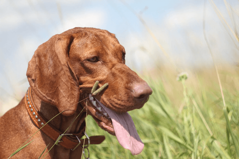 Wirehaired Vizsla