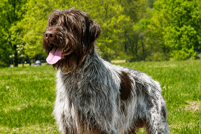 Pet Image