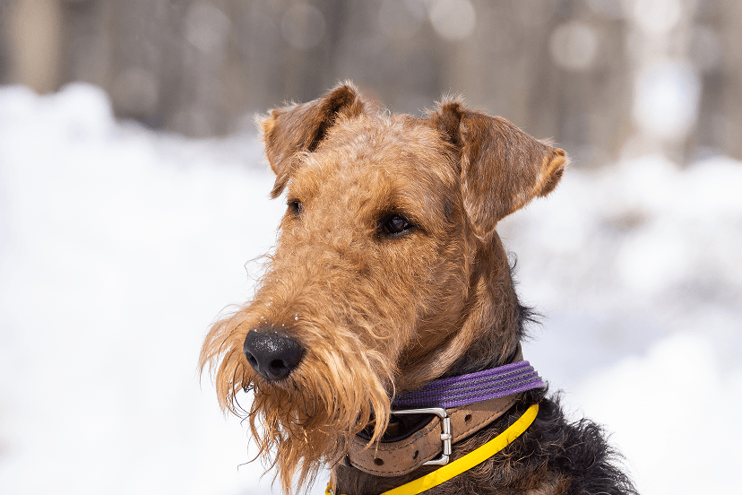 Pet Image