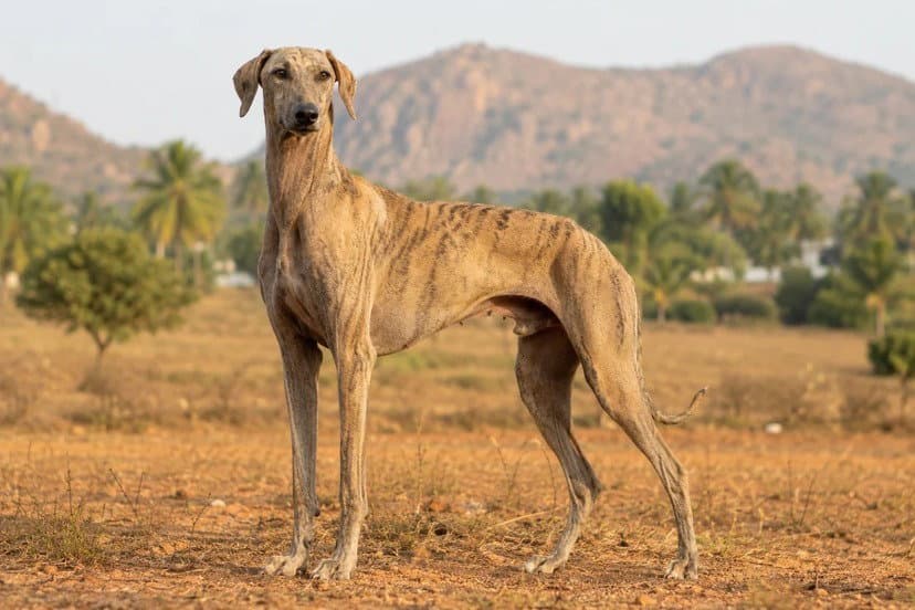 Pet Image