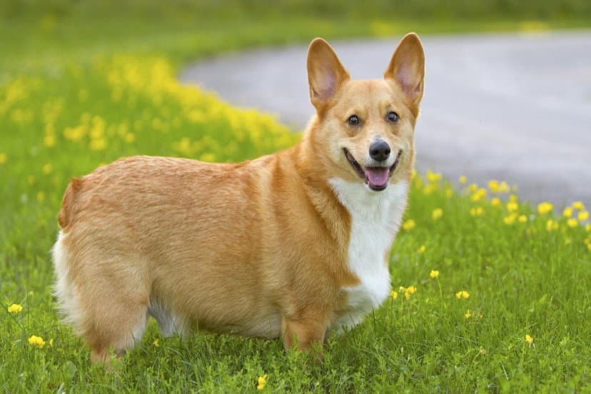 Pet Image