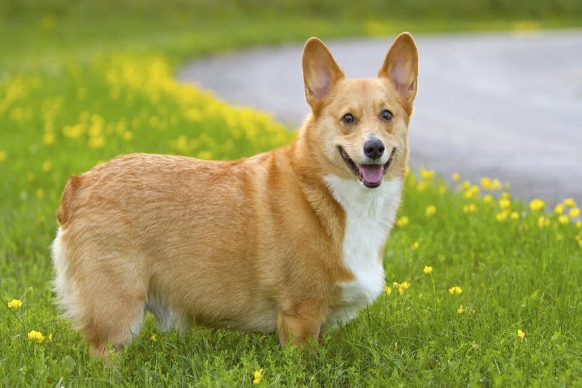 Welsh Corgi