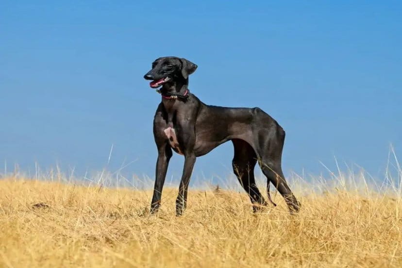 Mudhol Hound