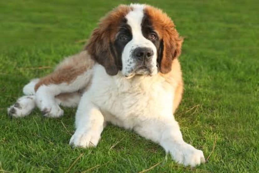 Saint Bernard