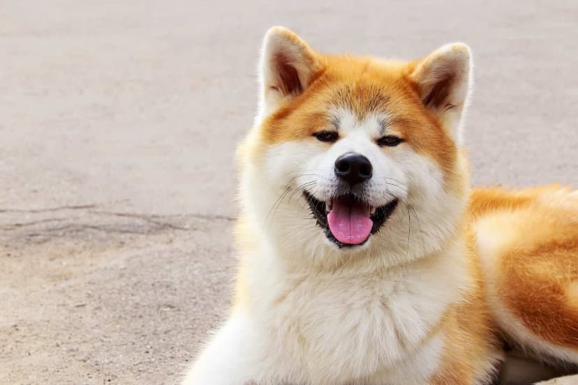 Pet Image
