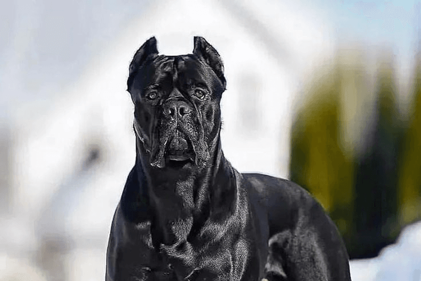 Pet Image