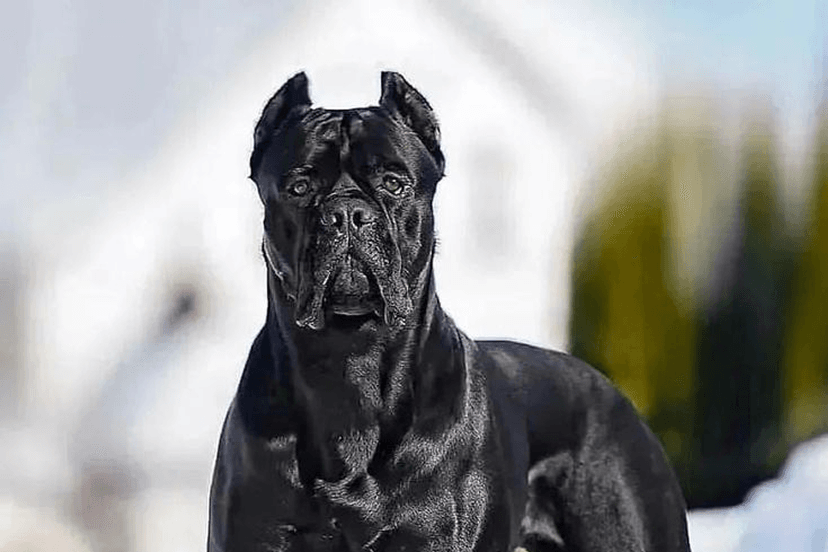 Cane Corso