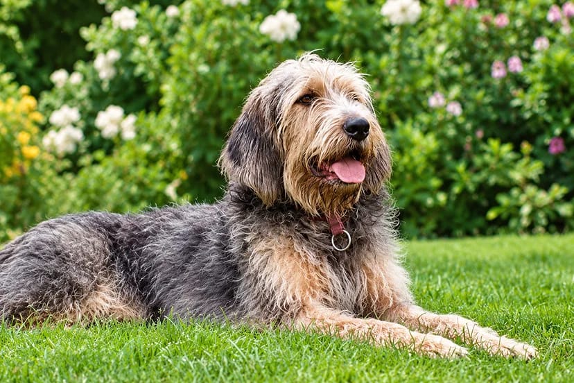 Otterhound
