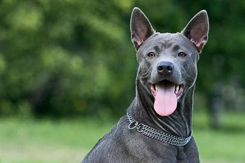 Thai Ridgeback