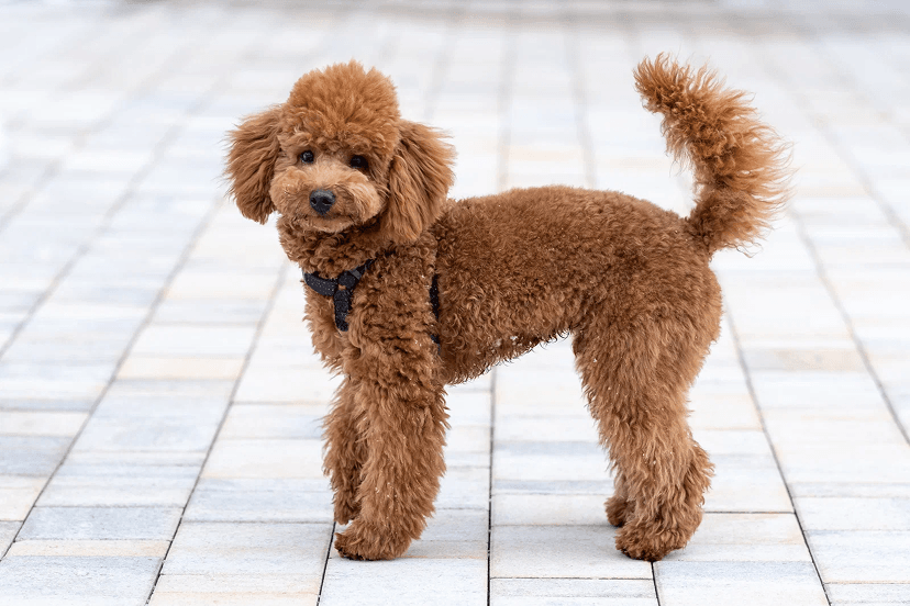 Poodle
