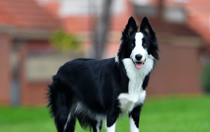 Border Collie