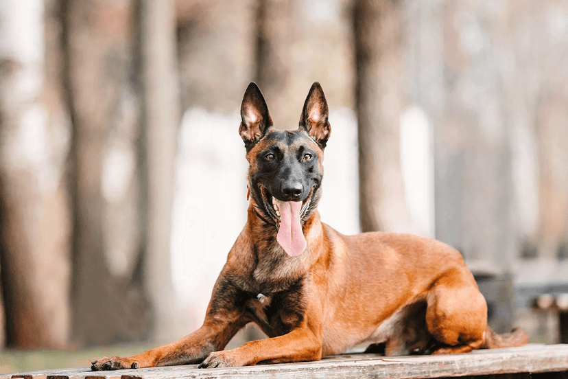 Belgian Malinois